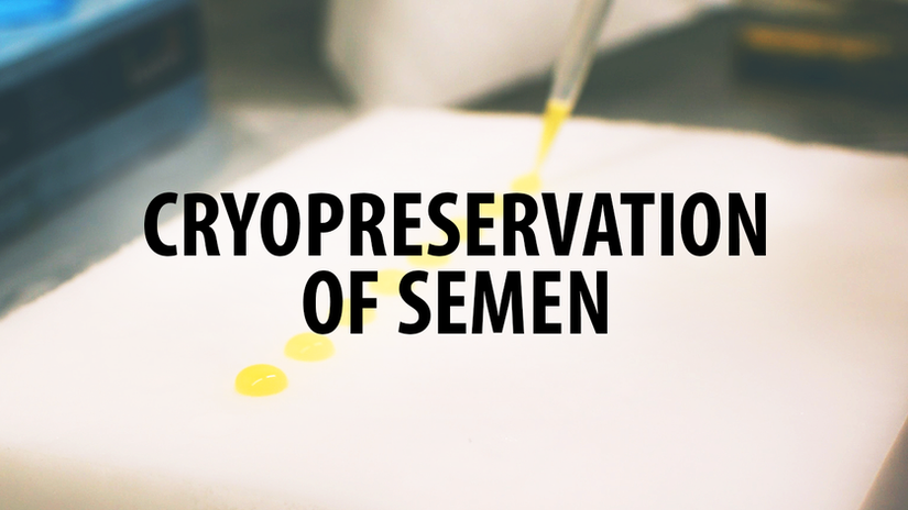 How to freeze ram semen